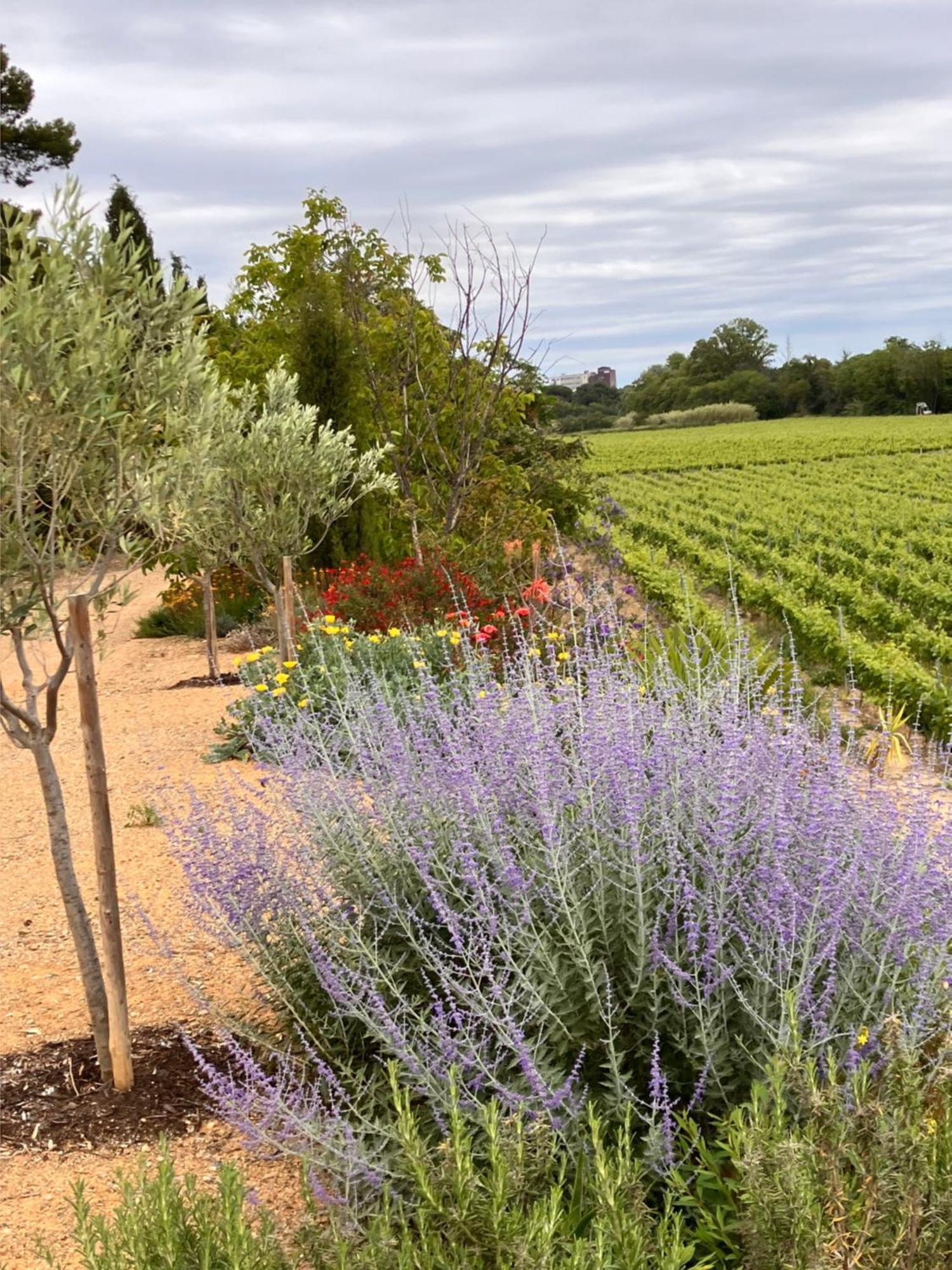 Domaine De L'Herbe Sainte Mirepeisset 外观 照片