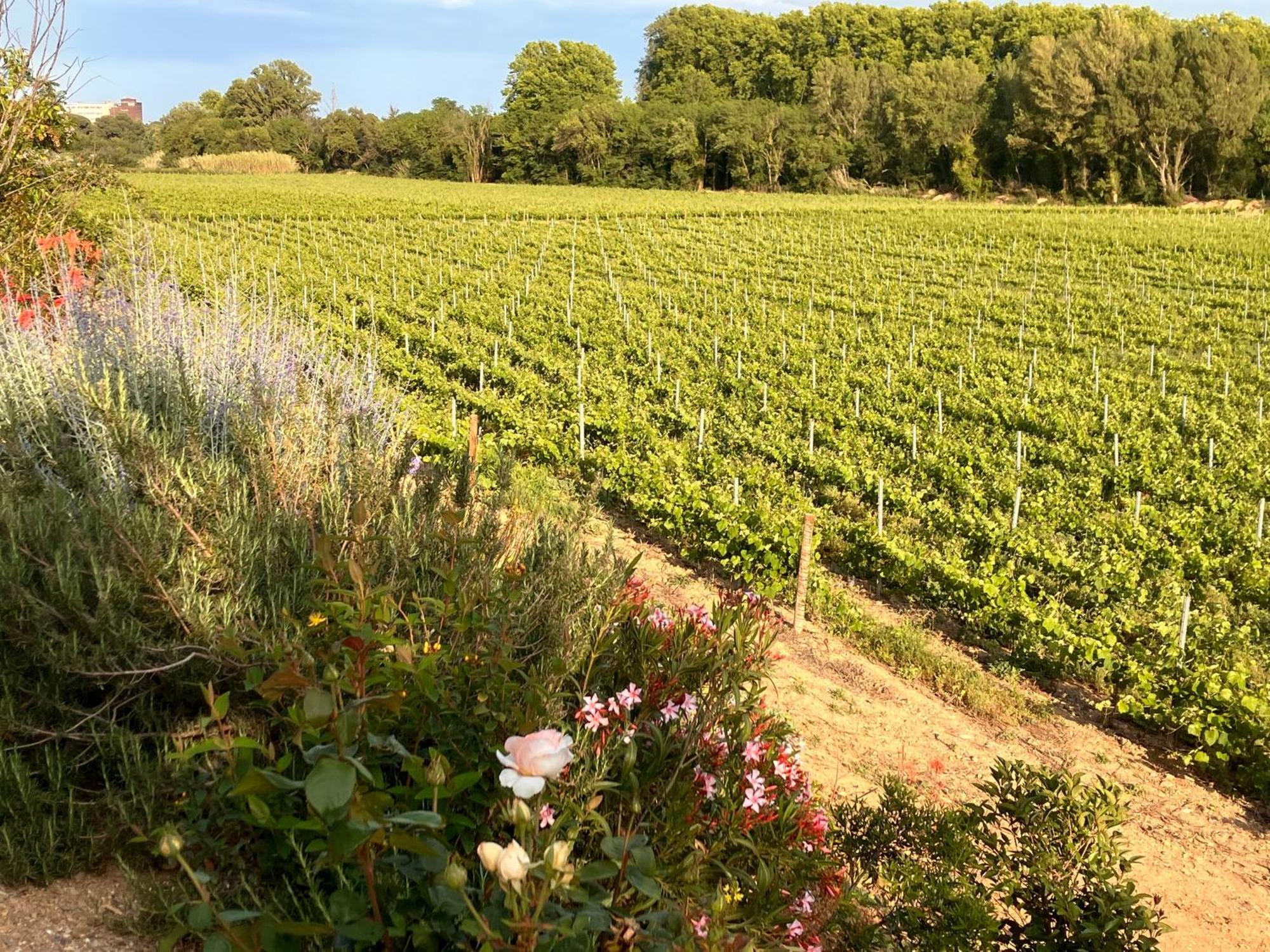 Domaine De L'Herbe Sainte Mirepeisset 外观 照片